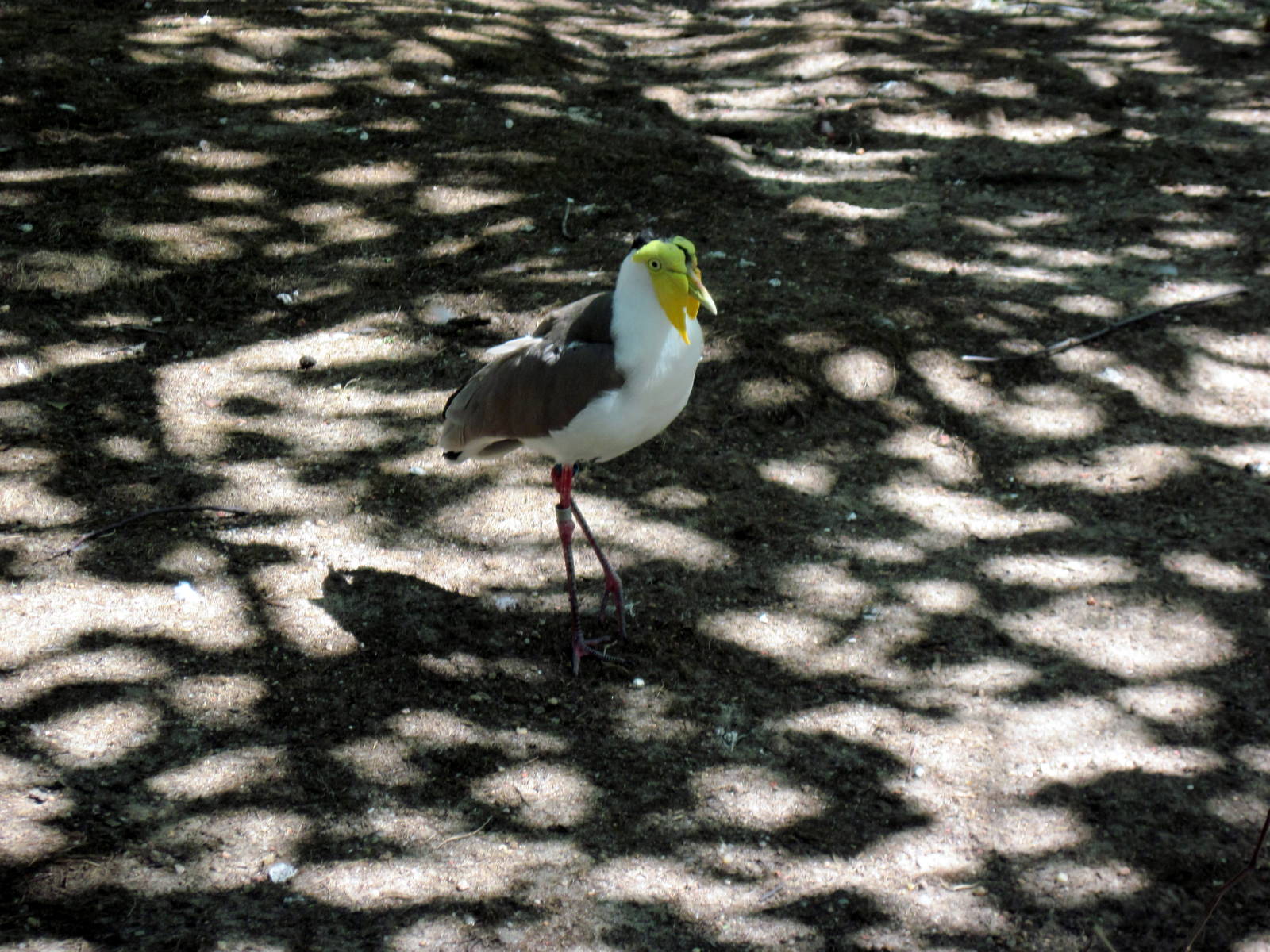 Australia-Masked Lapwing