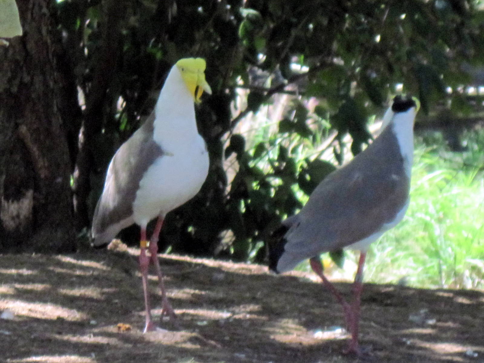 Australia-Masked Lapwings
