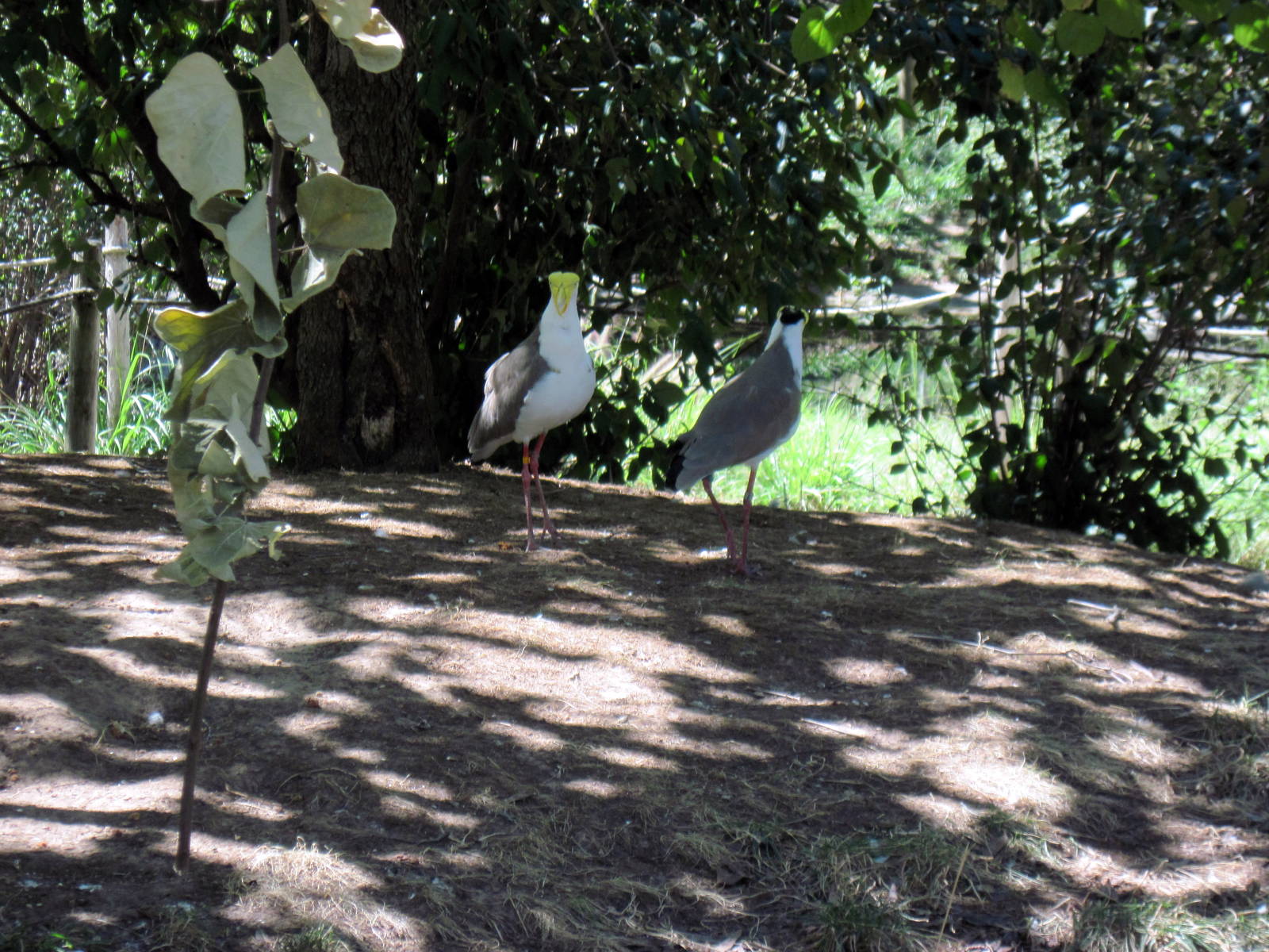 Australia-Masked Lapwings