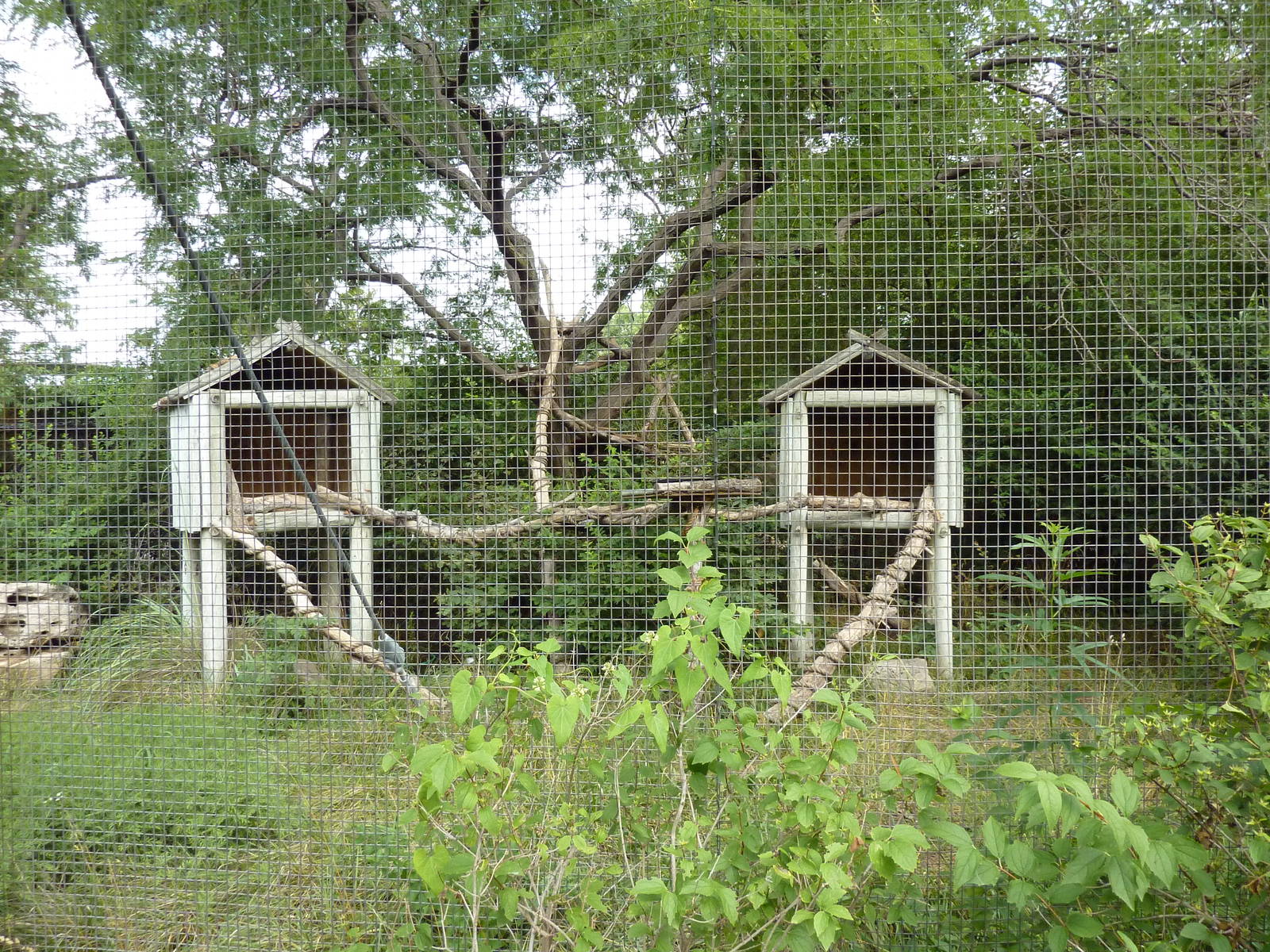 Australia - Matschie's Tree Kangaroo Enclosure