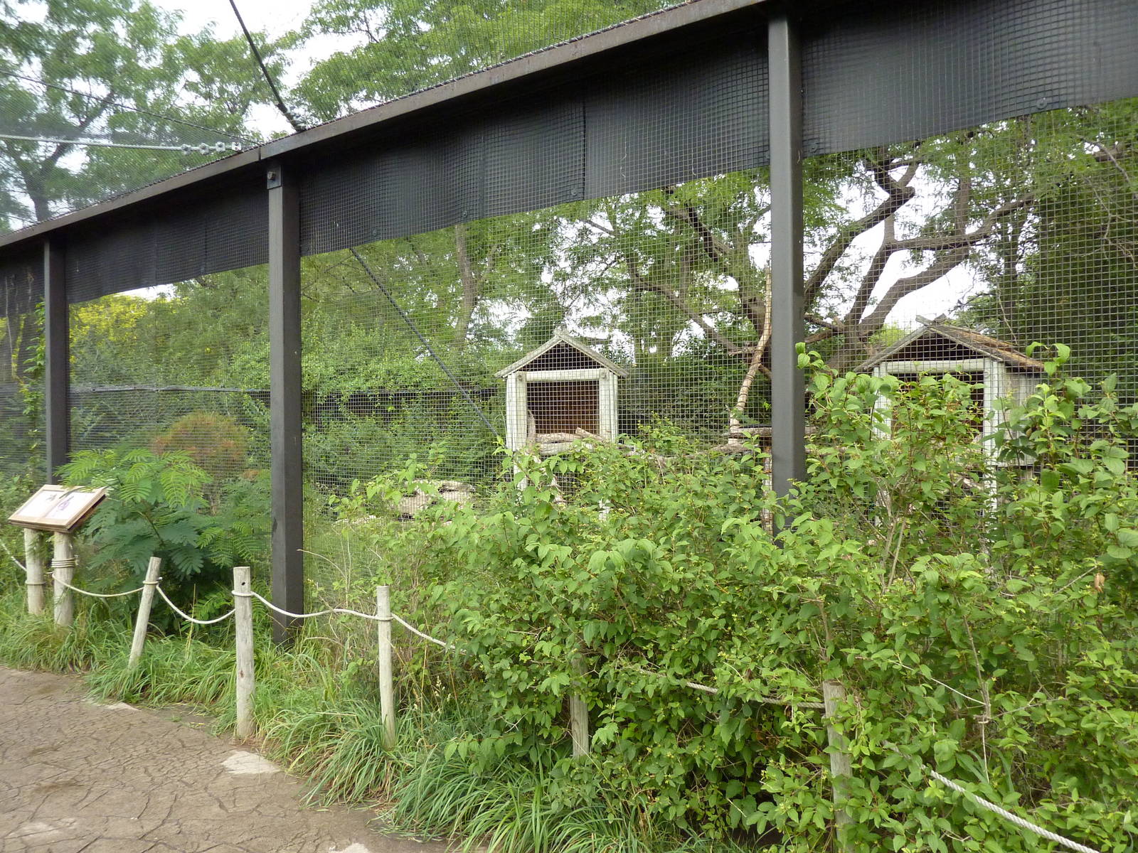 Australia - Matschie's Tree Kangaroo Enclosure