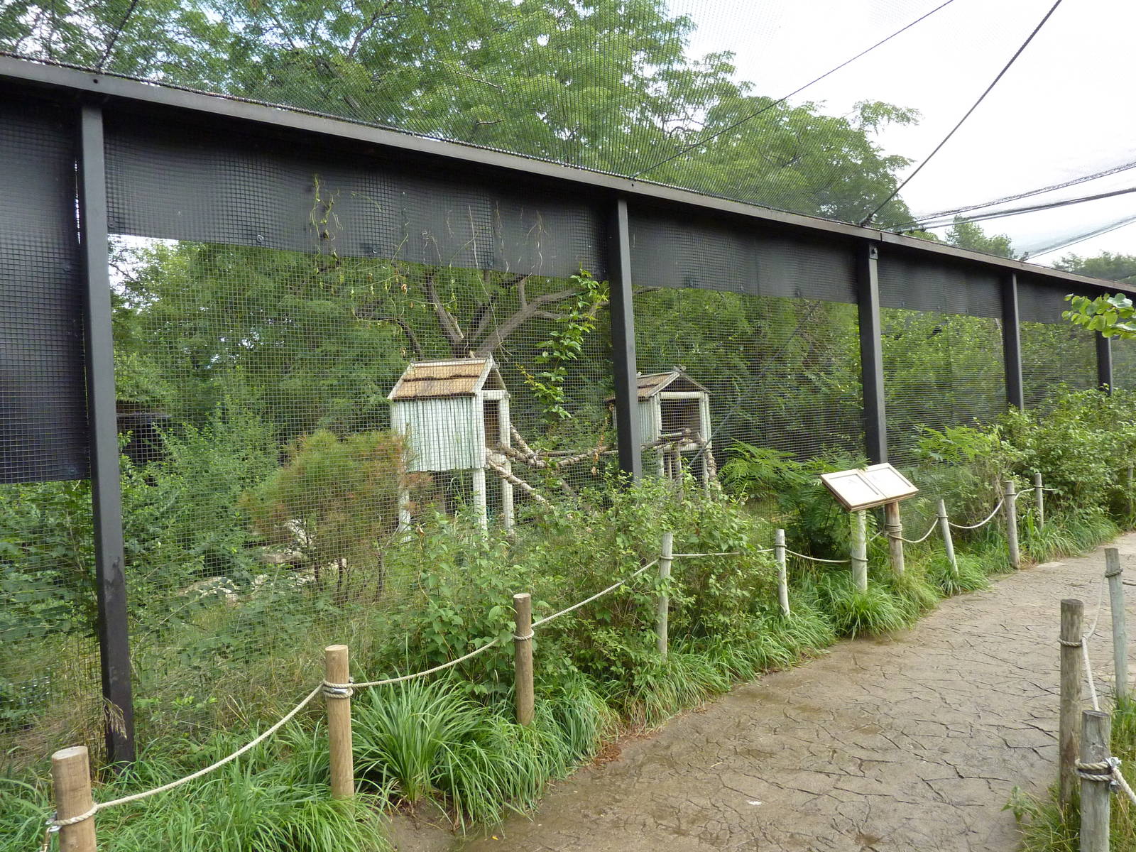 Australia - Matschie's Tree Kangaroo Enclosure