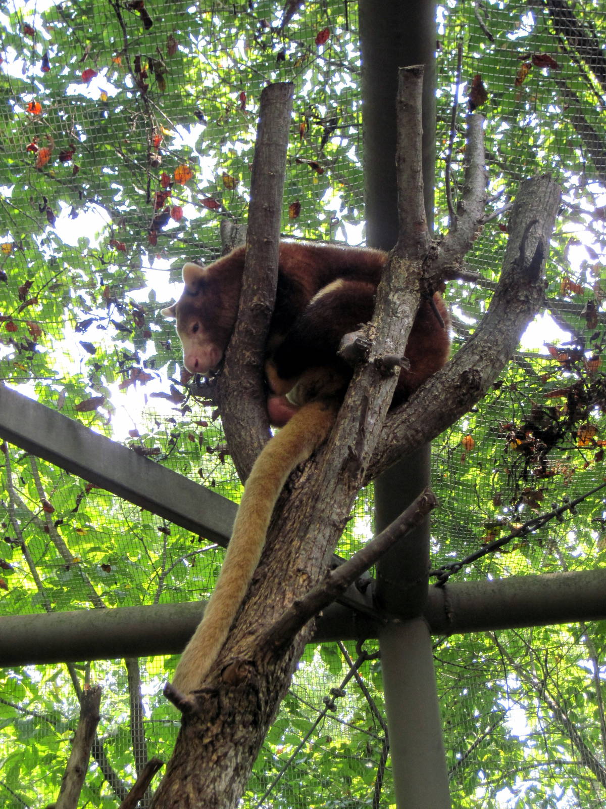 Australia-Matschie's Tree Kangaroo