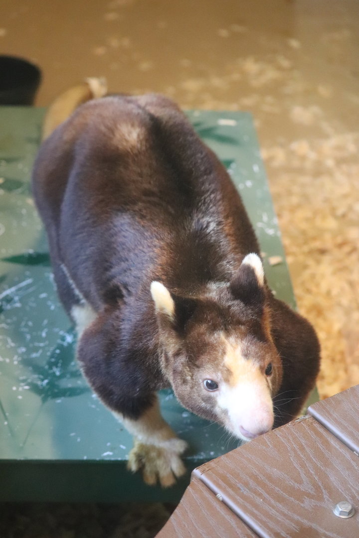 Australia - Matschie's Tree Kangaroo