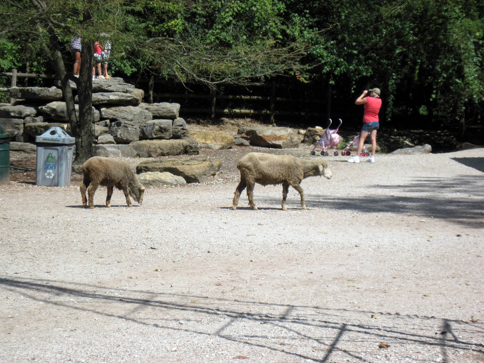 Australia-Merino Sheep