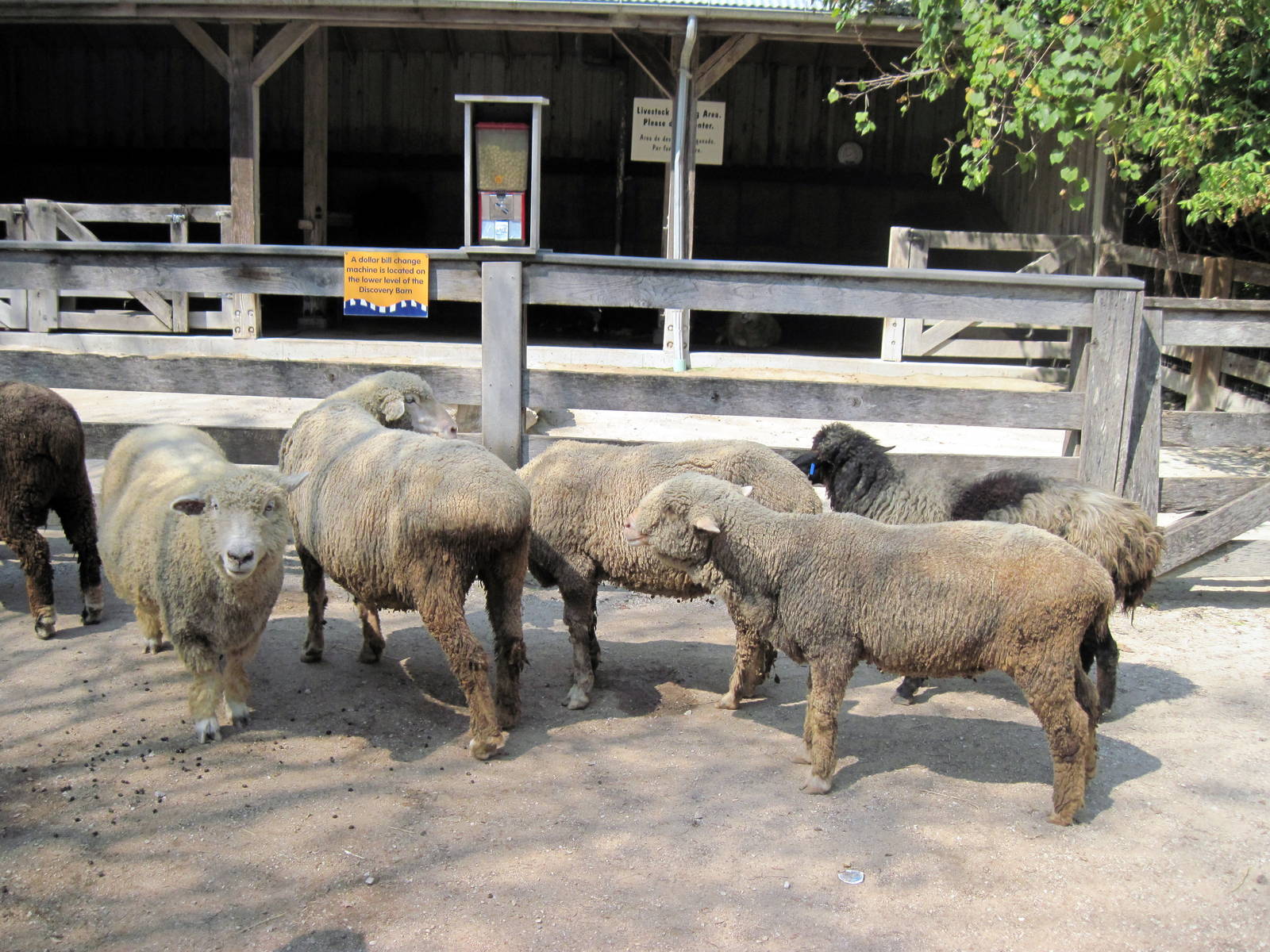 Australia-Merino Sheep