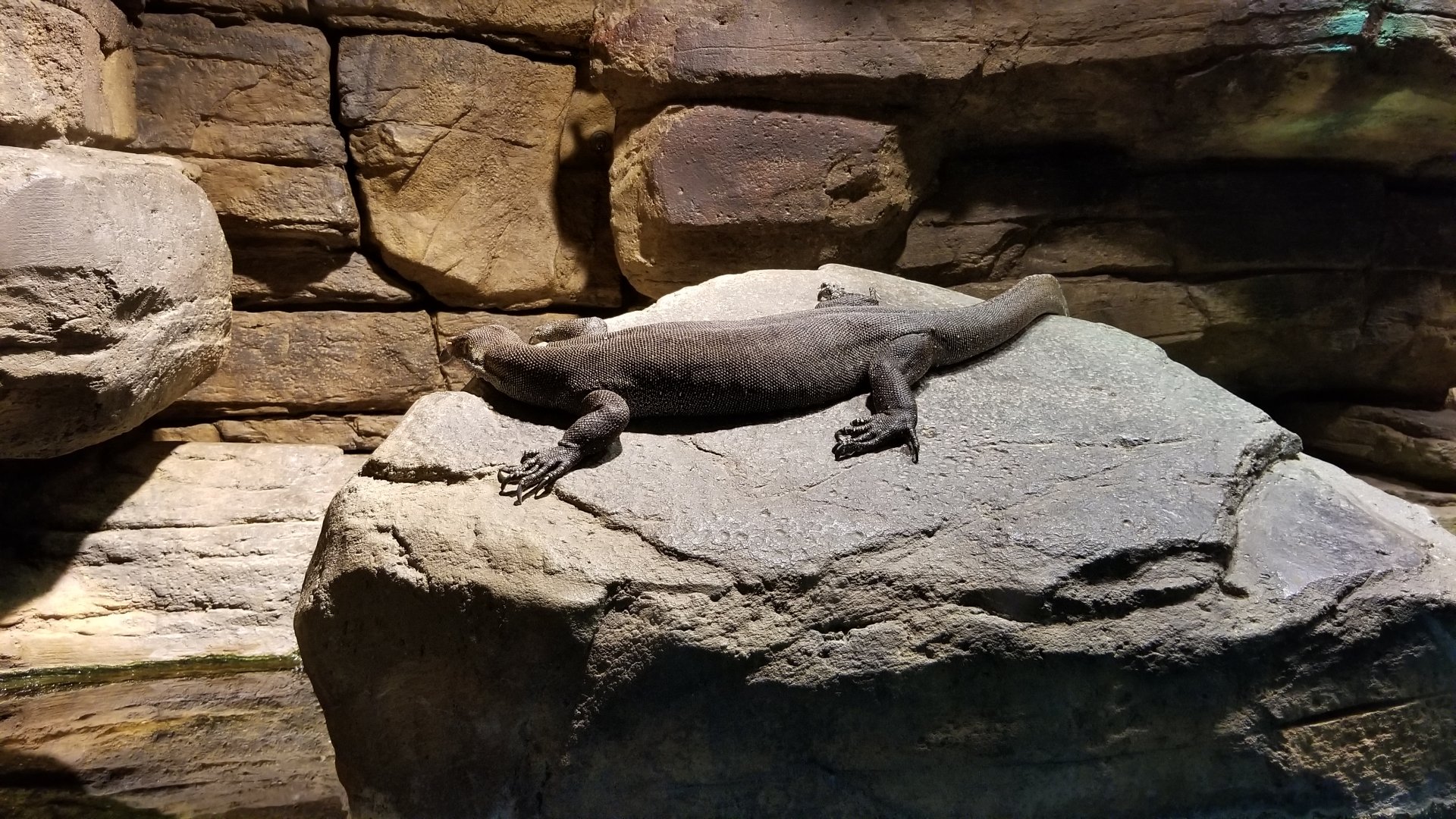 Australia: Mertens' water monitor