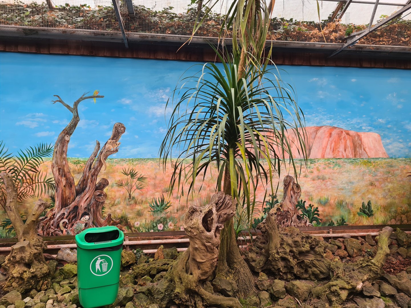 Australia mural in Lori(keet) garden