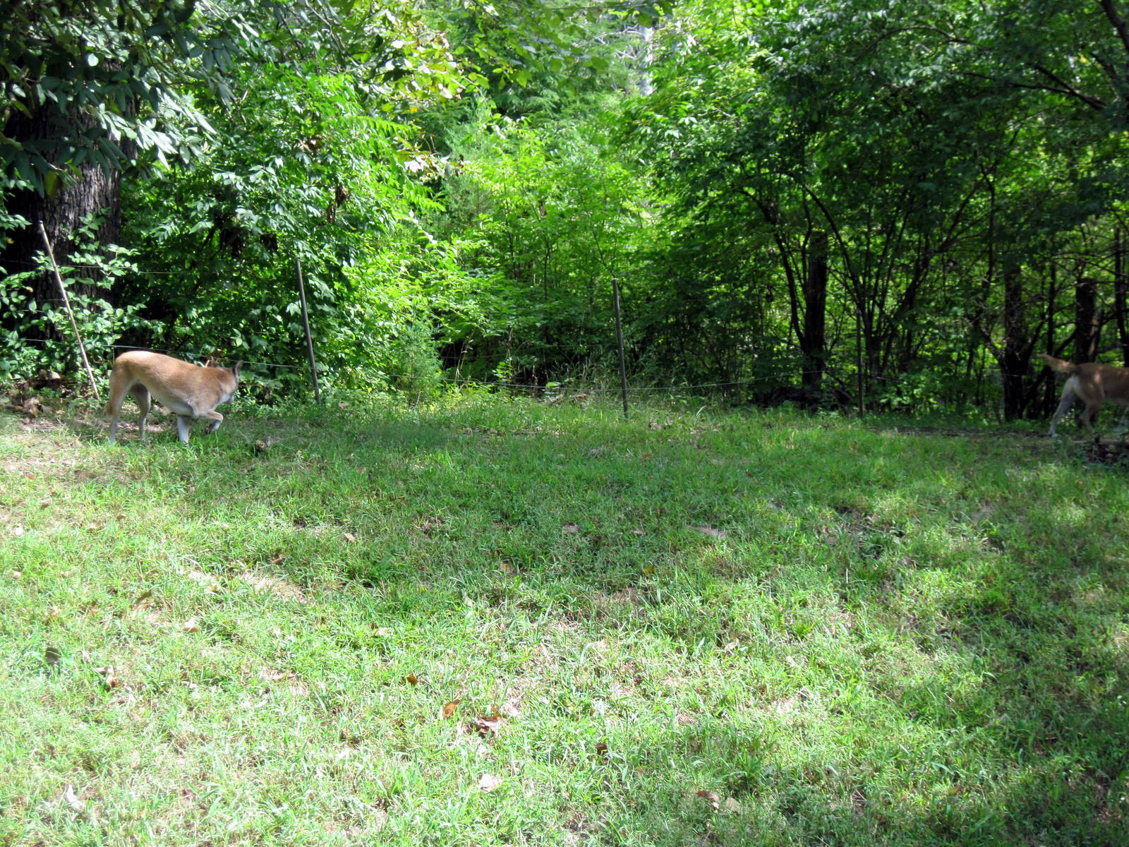 Australia-New Guinea Singing Dog