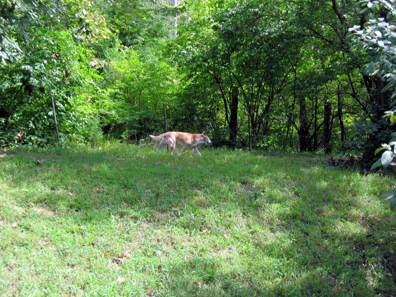 Australia-New Guinea Singing Dog