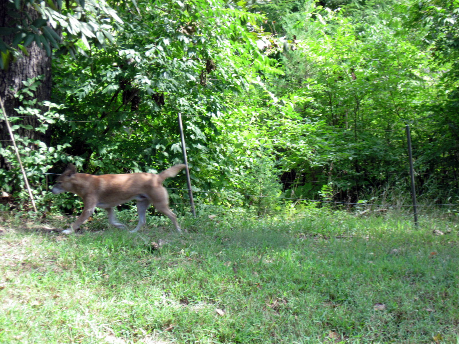 Australia-New Guinea Singing Dog
