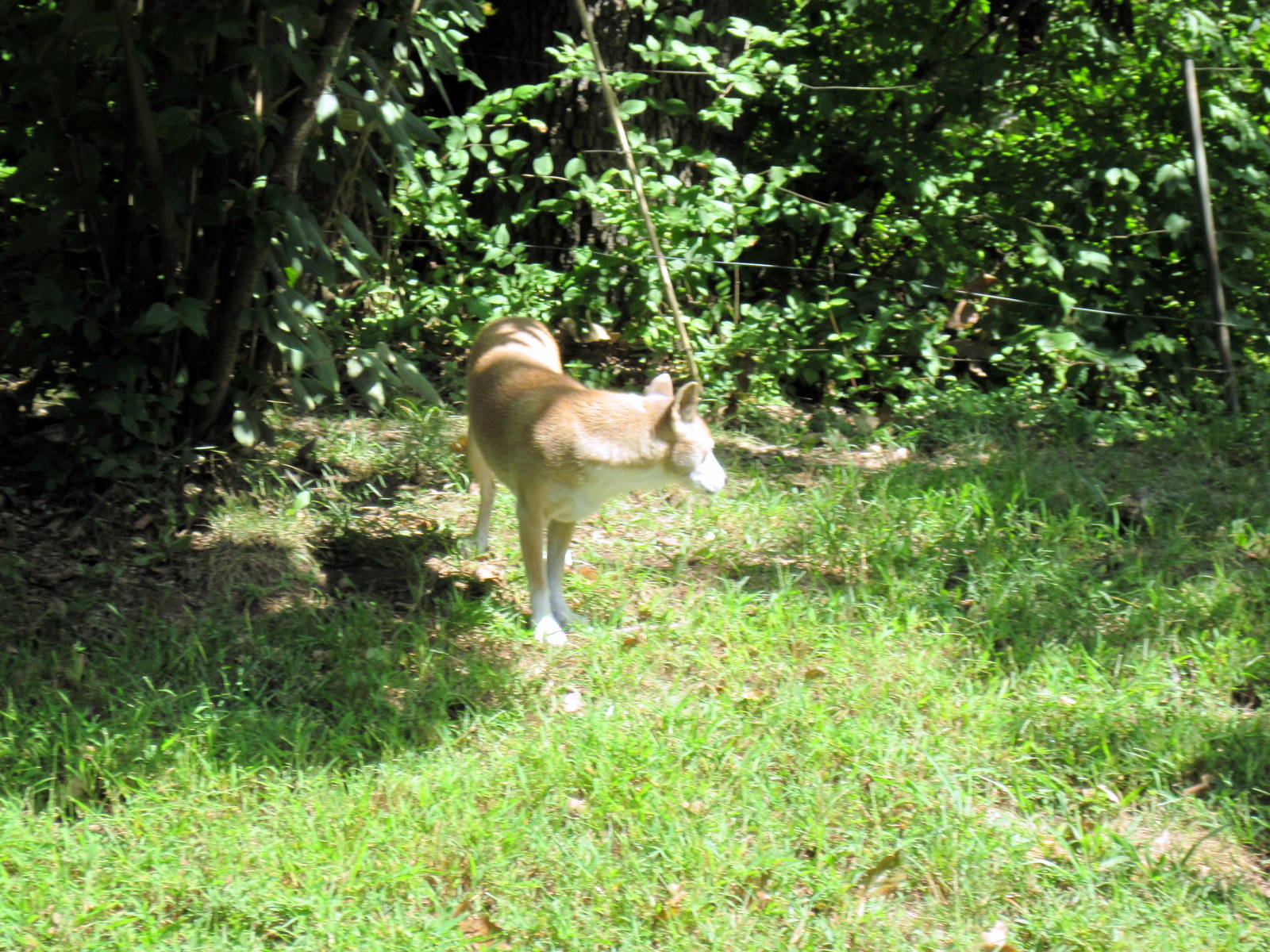 Australia-New Guinea Singing Dog