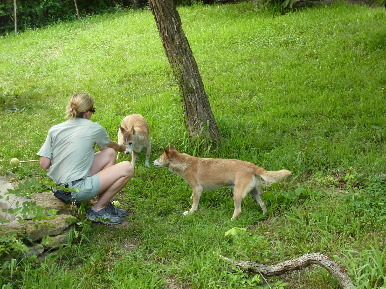 Australia - New Guinea Singing Dogs