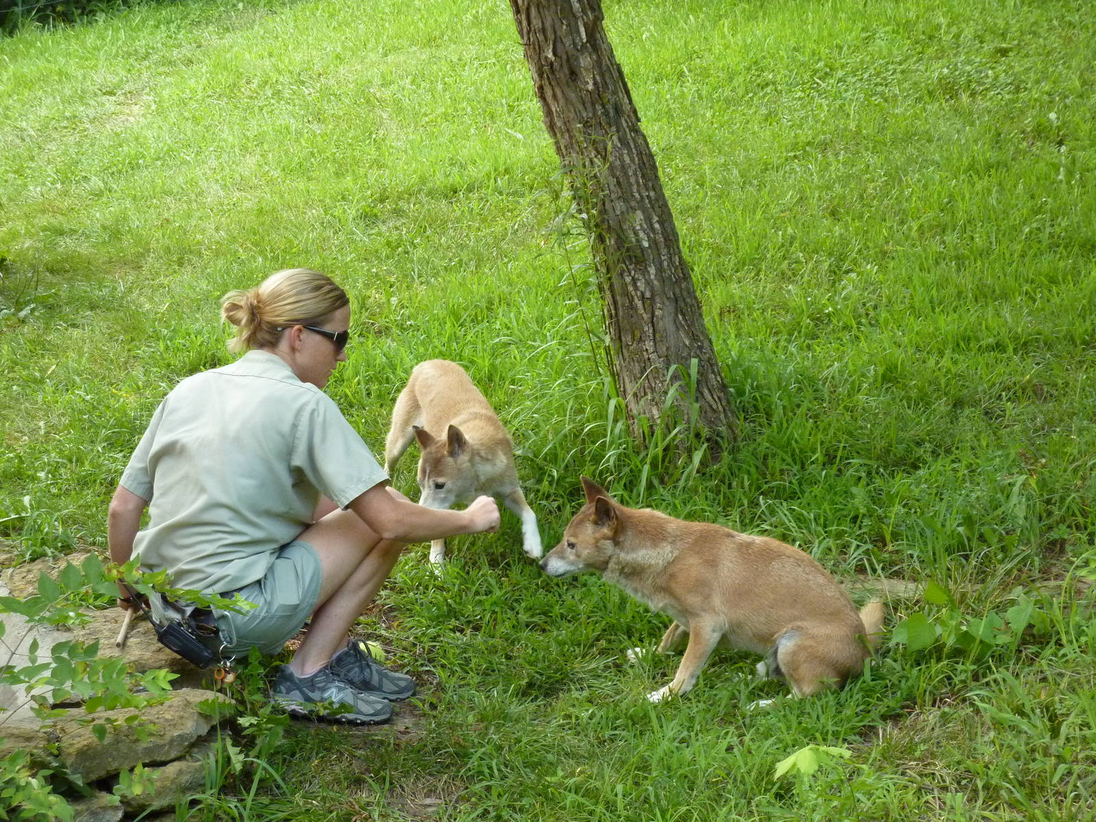 Australia - New Guinea Singing Dogs