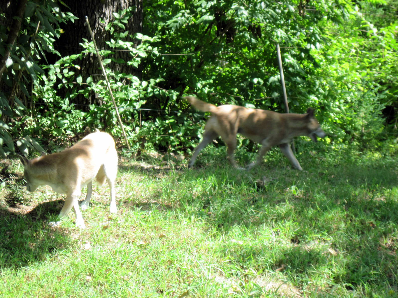 Australia-New Guinea Singing Dogs