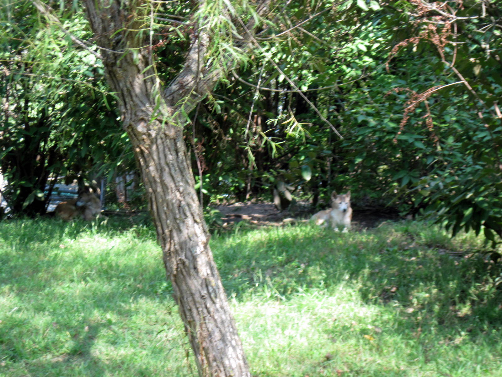 Australia-New Guinea Singing Dogs