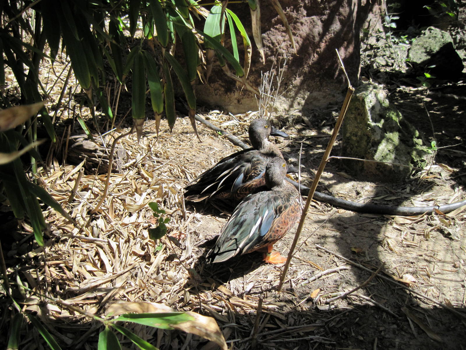 Australia-New Zealand Shovlers
