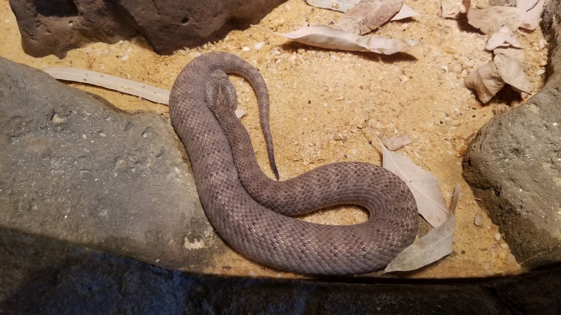 Australia: Northern death adder