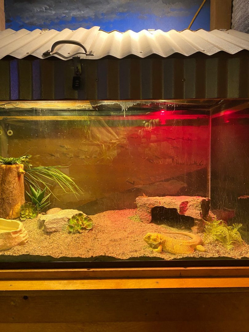 Australia & Oceania- bearded dragon terrarium