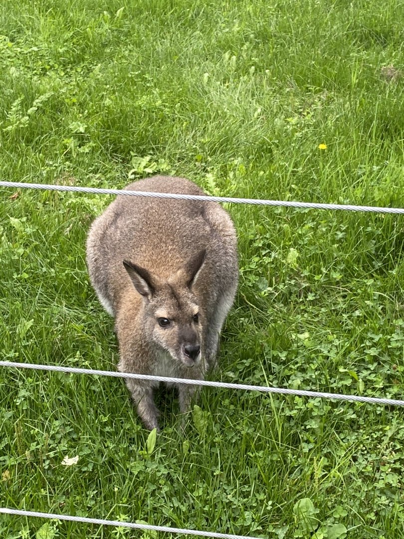 Australia & Oceania- Bennett’s/red necked wallaby