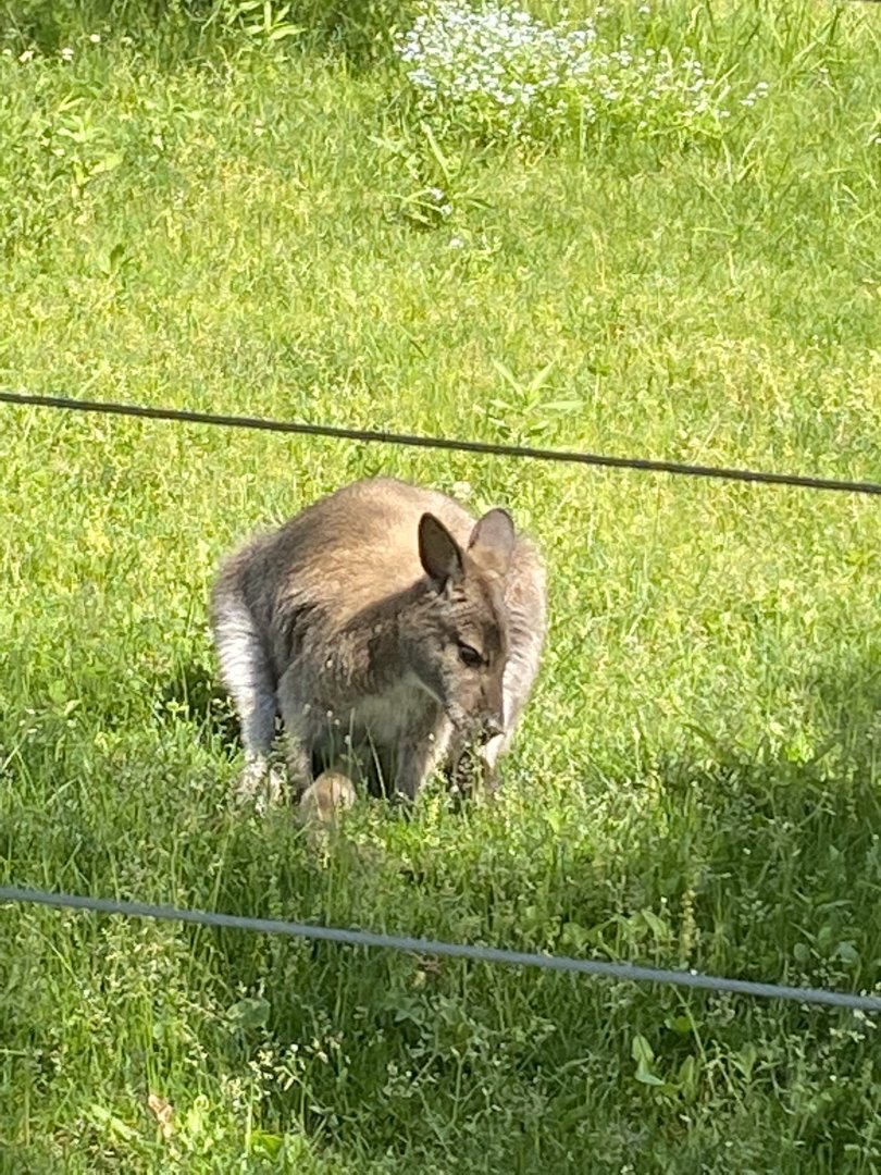 Australia & Oceania Bennett’s wallaby