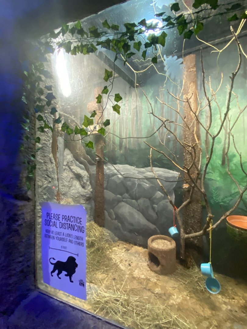 Australia & Oceania- budgerigar & brush-tailed bettong exhibit