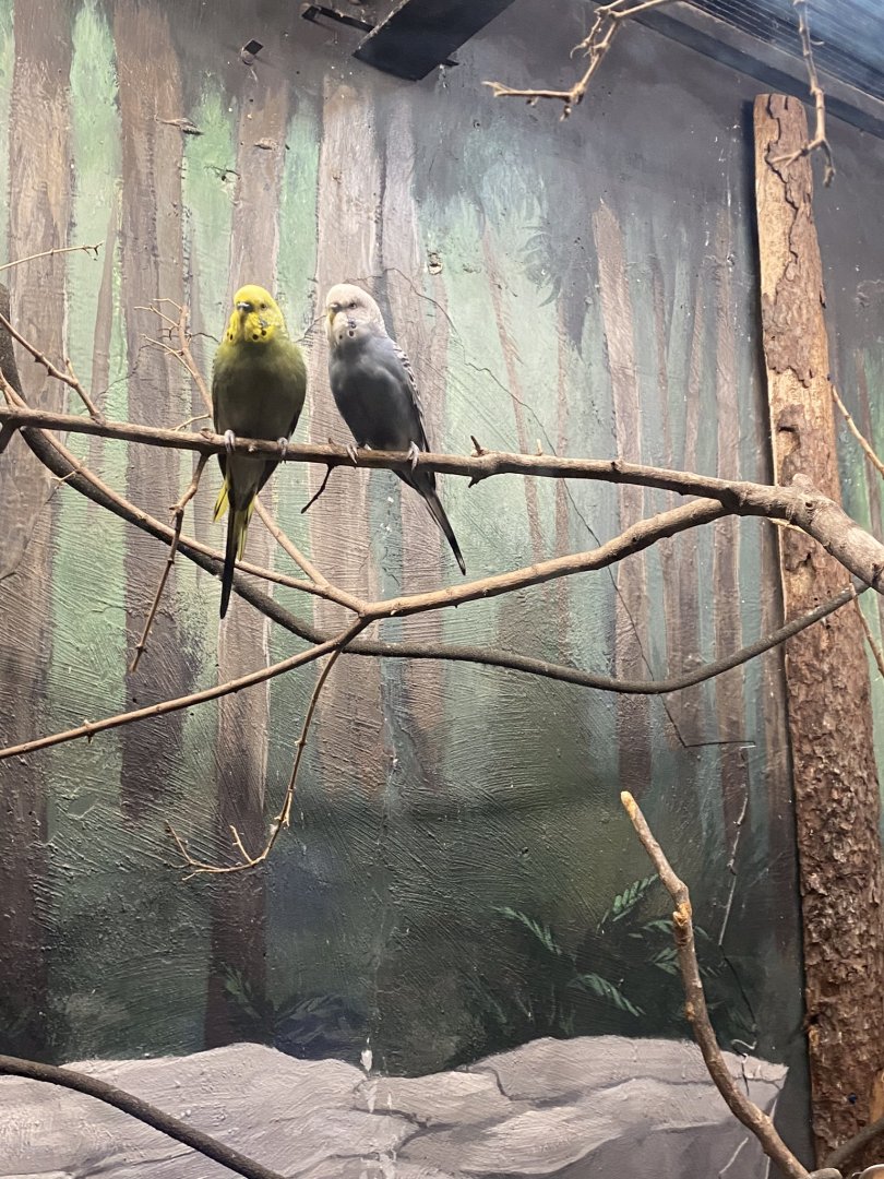 Australia & Oceania- budgerigars