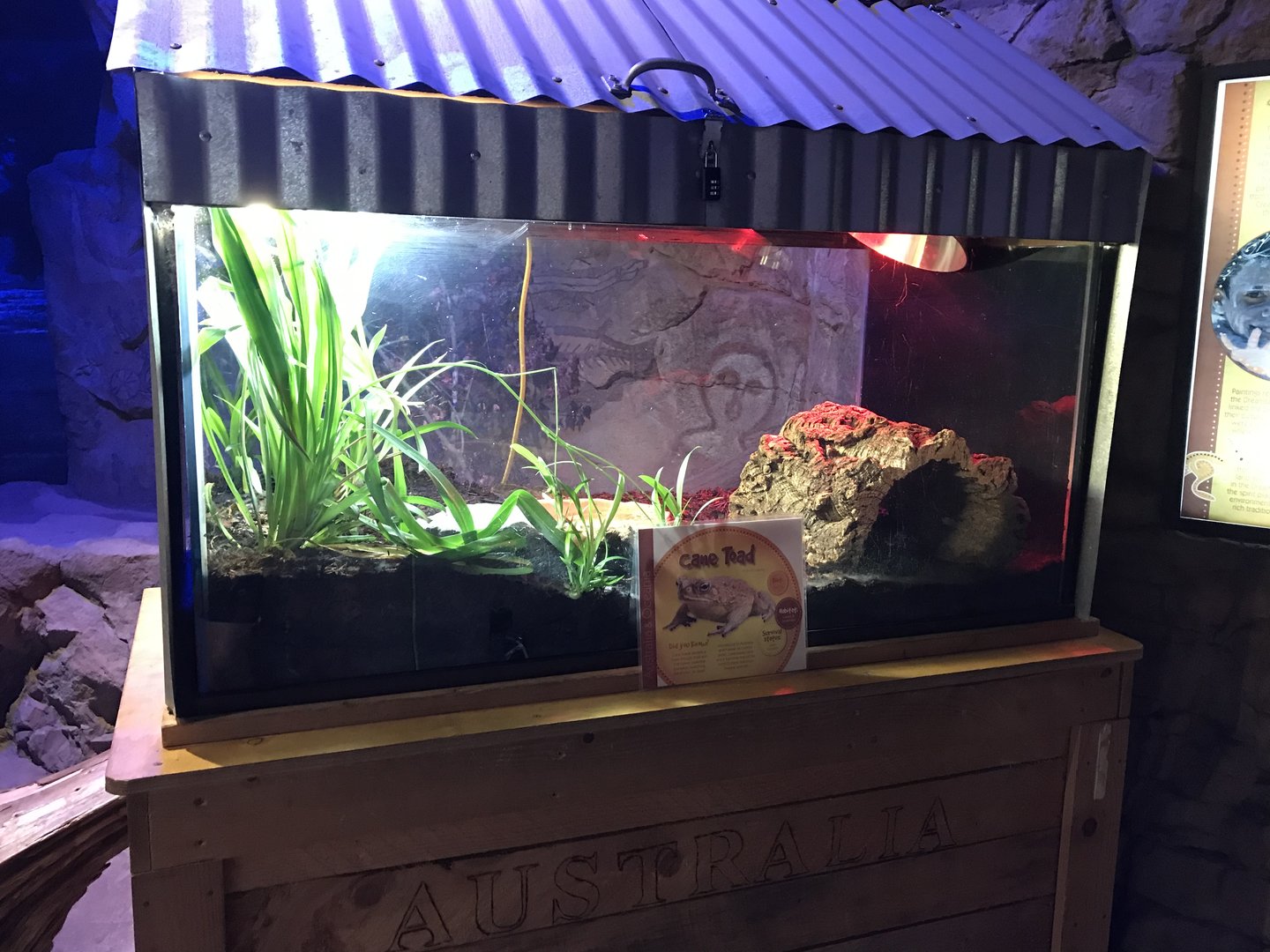 Australia & Oceania - Cane Toad Terrarium