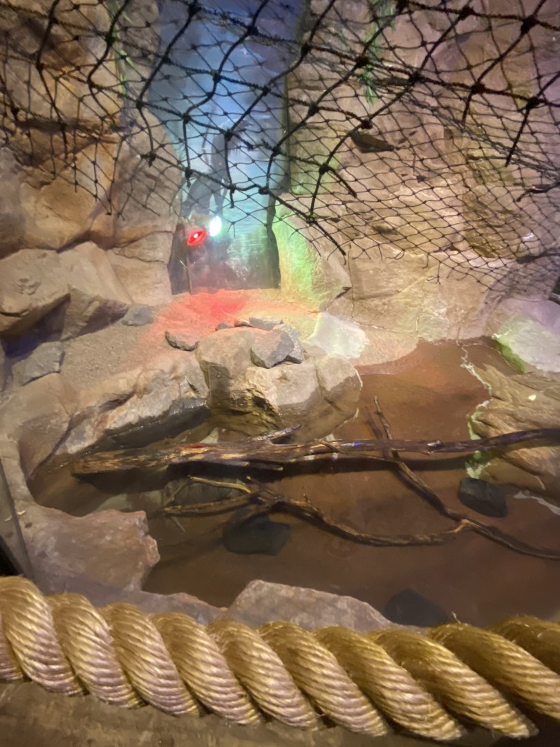 Australia & Oceania- golden coin turtle exhibit