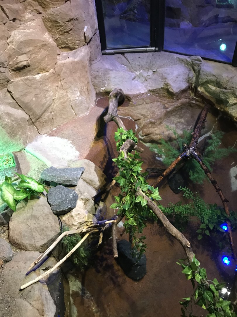 Australia & Oceania- golden coin turtle exhibit