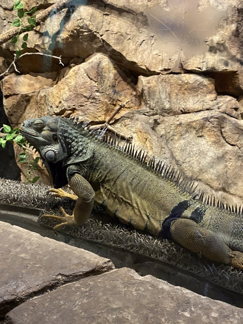 Australia & Oceania- green iguana