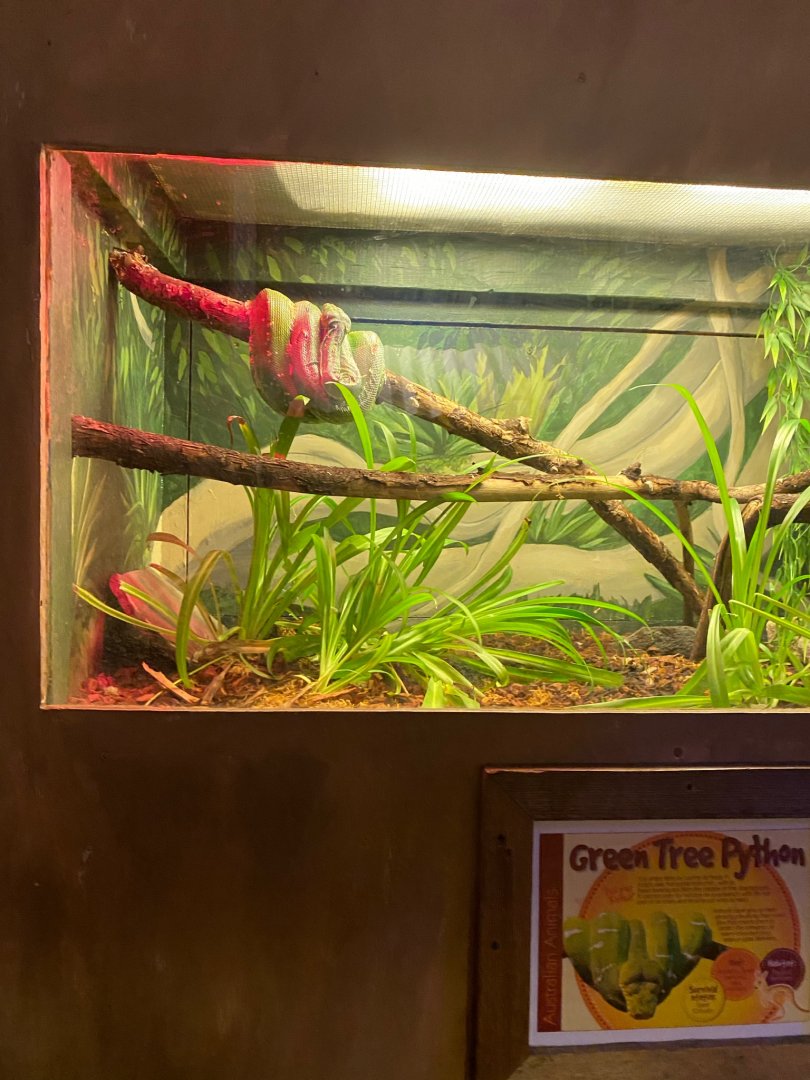 Australia & Oceania- green tree python terrarium
