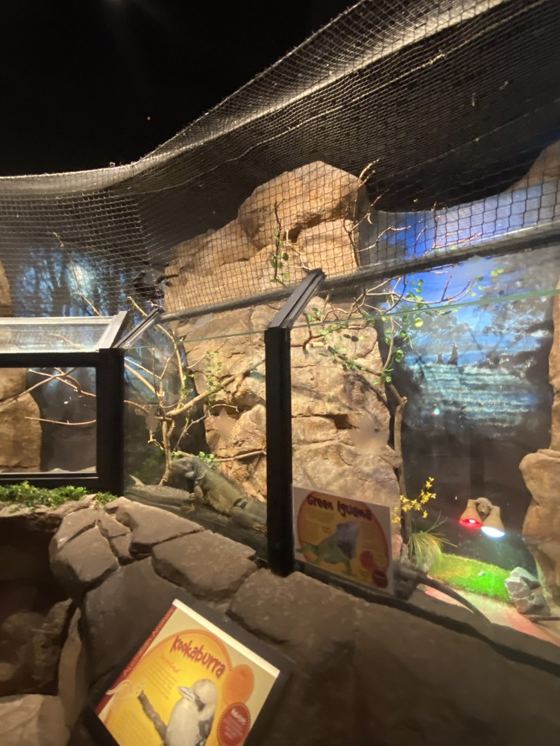 Australia & Oceania- kookaburra & green iguana exhibit