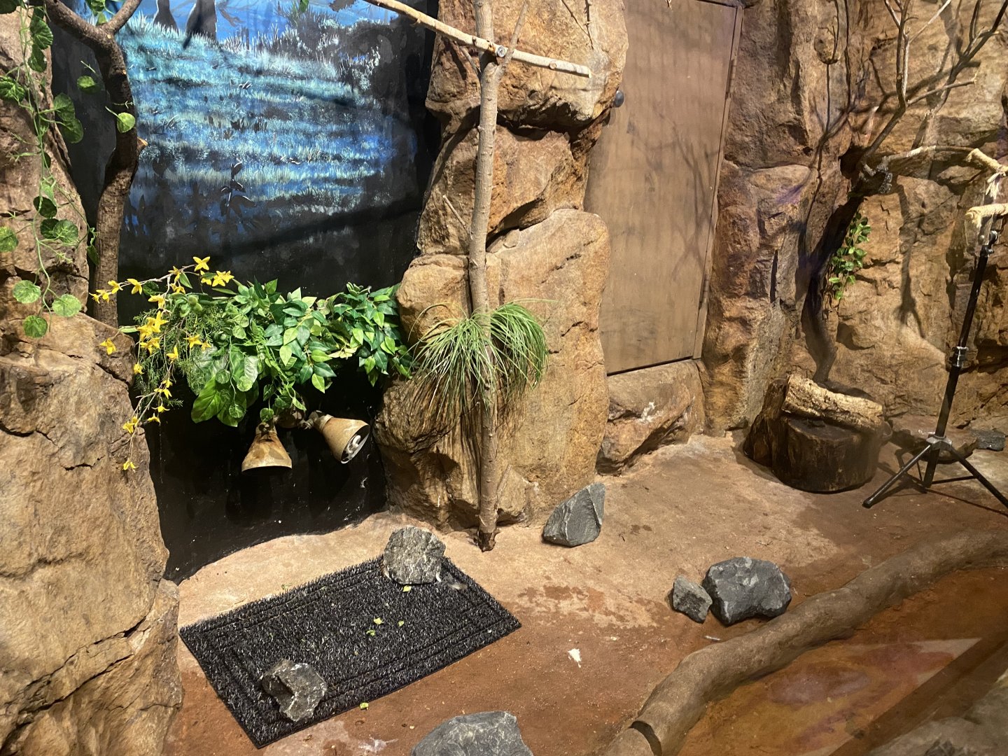 Australia & Oceania - Laughing Kookaburra/Green Iguana Exhibit