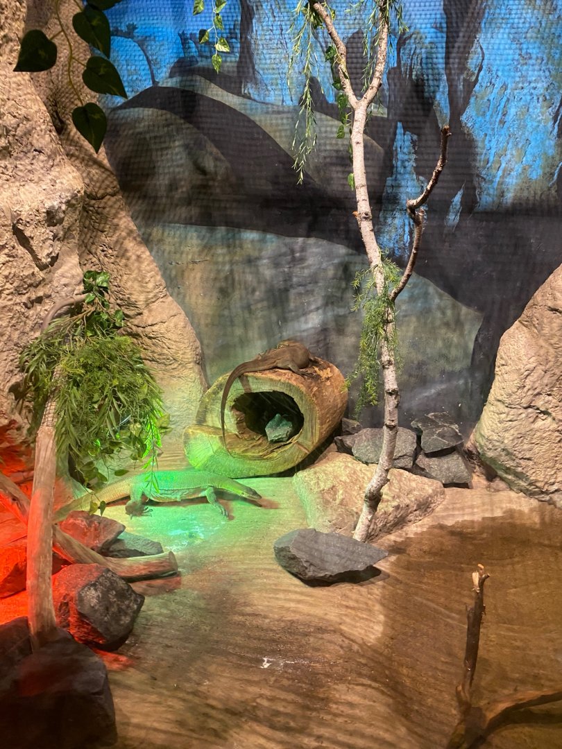 Australia & Oceania- Mertens water monitor exhibit