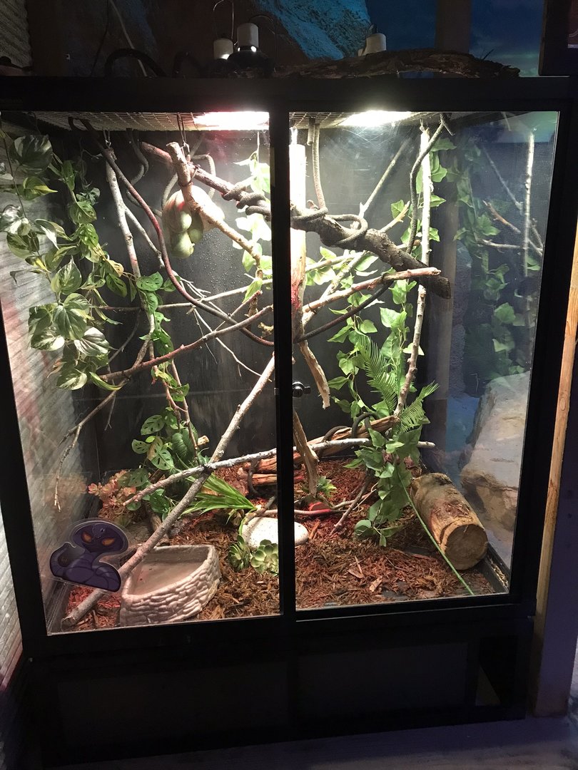 Australia & Oceania - New Green Tree Python Terrarium