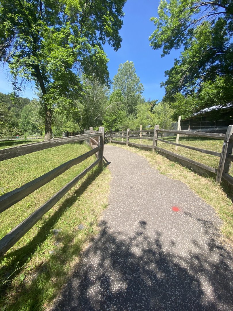 Australia & Oceania red kangaroo and Bennett’s wallaby exhibit