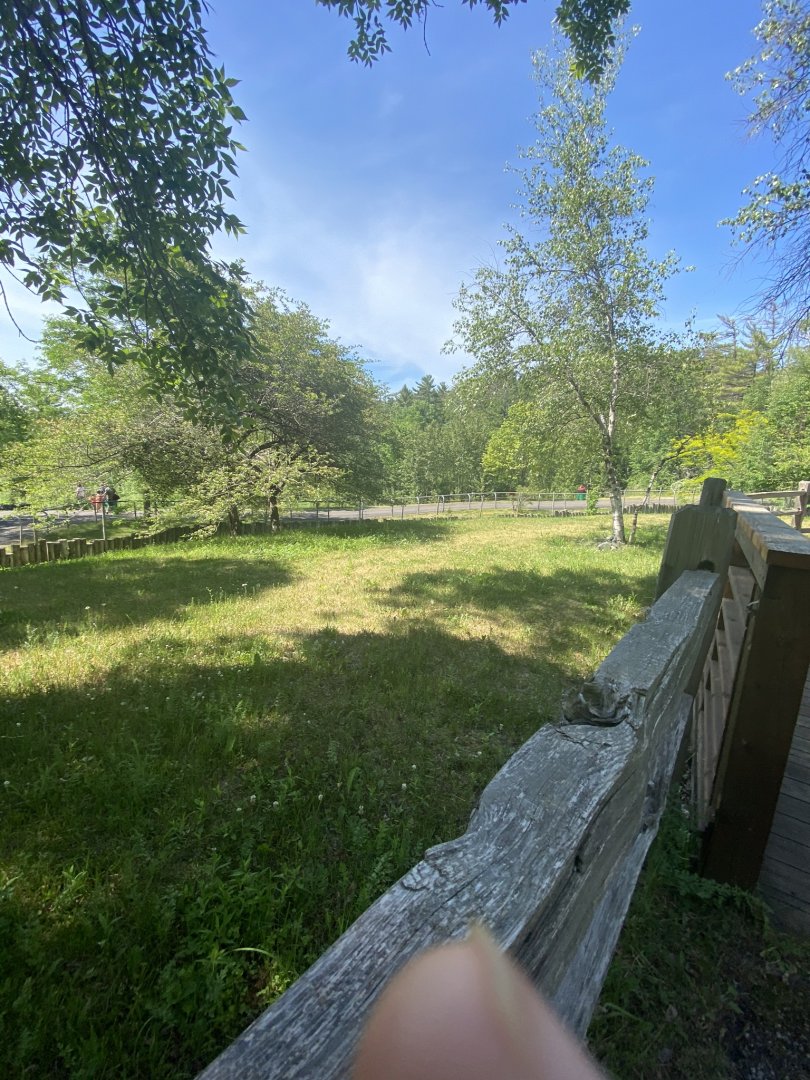 Australia & Oceania Red kangaroo and Bennett’s wallaby exhibit