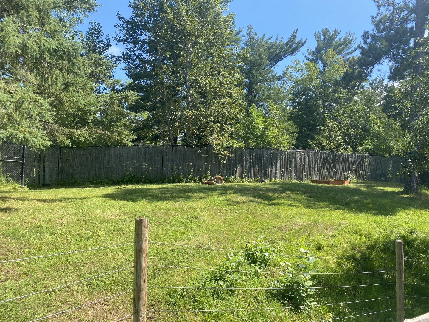 Australia & Oceania - Red Kangaroo/Bennet’s Red-Necked Wallaby Exhibit