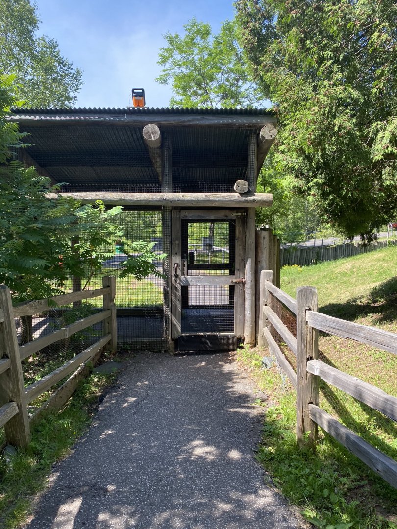 Australia & Oceania red kangaroo & Bennett’s wallaby exhibit