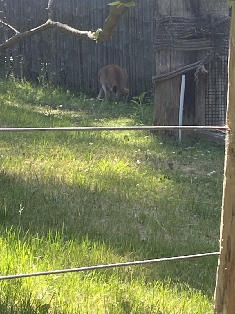 Australia & Oceania red kangaroo