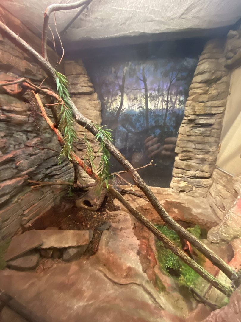 Australia & Oceania- Solomon island skink & spiny turtle exhibit