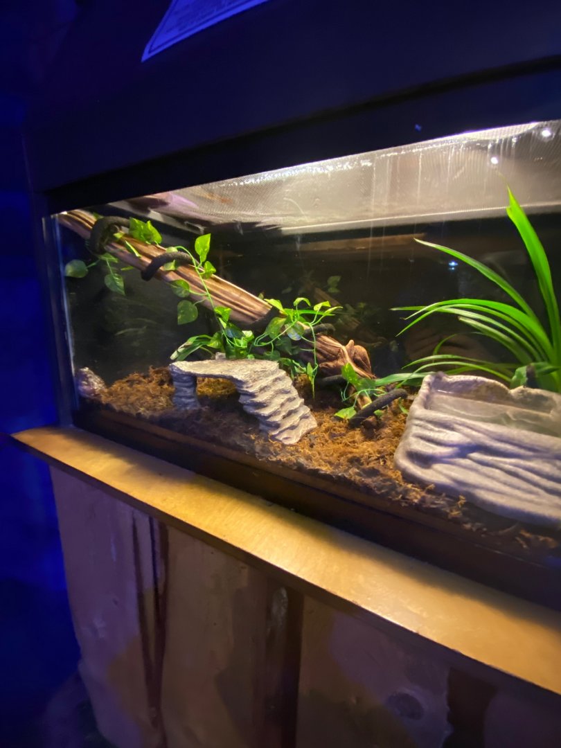 Australia & Oceania- Whites tree frog terrarium