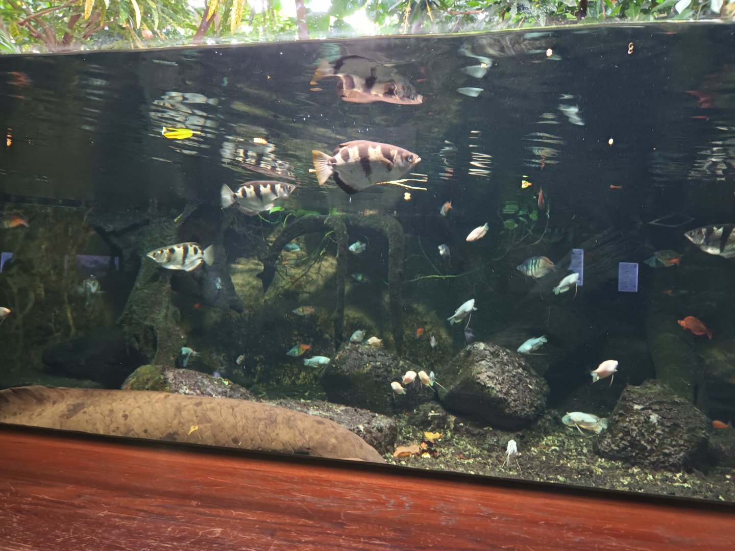 Australia Palaudarium