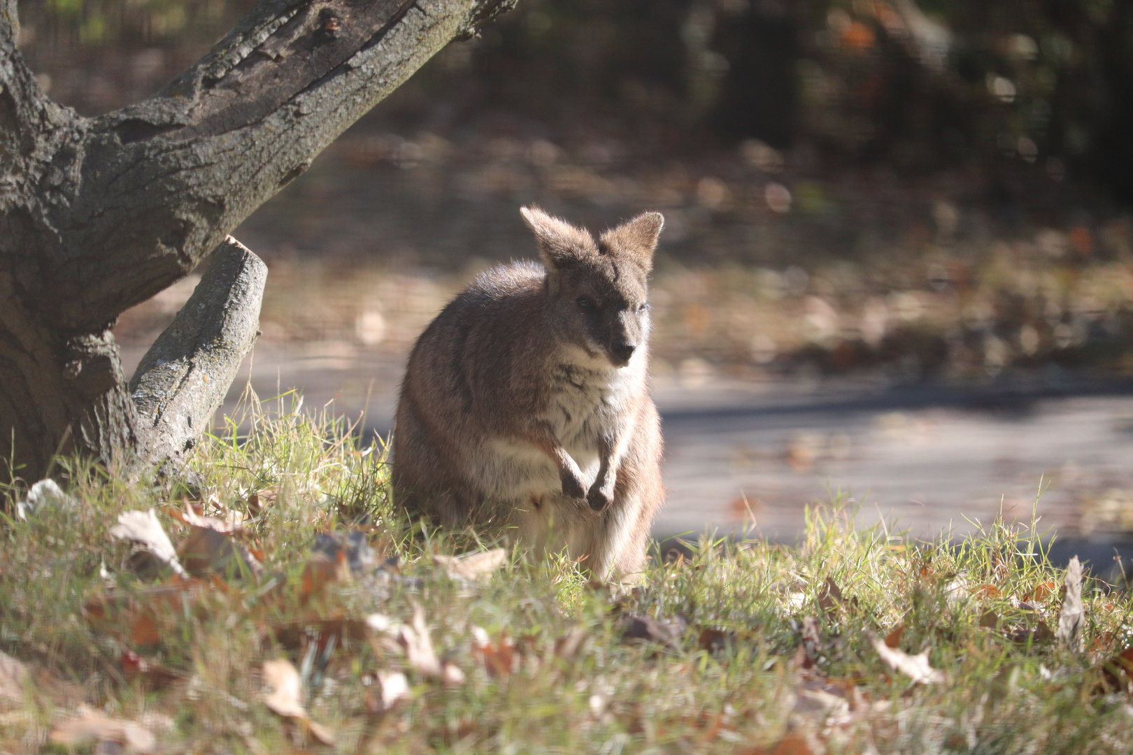 Australia - Parma Wallaby