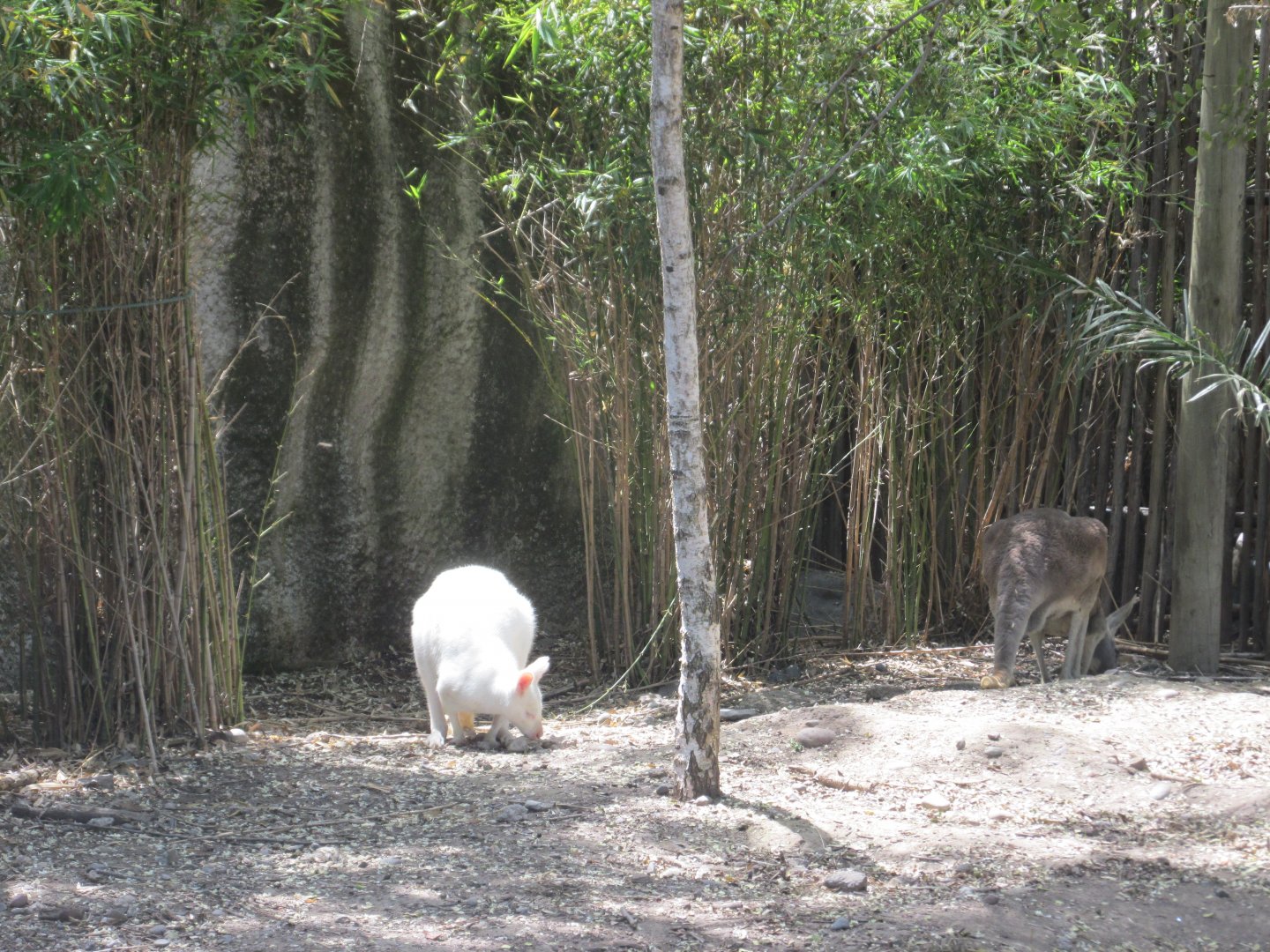 australia pen buin zoo