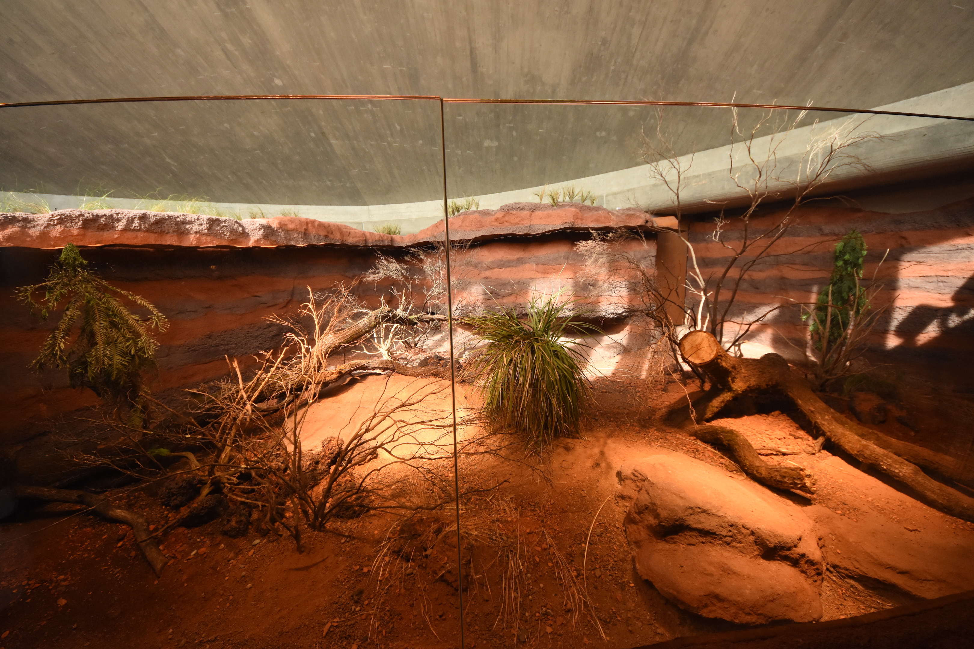 Australia - Perentie indoors