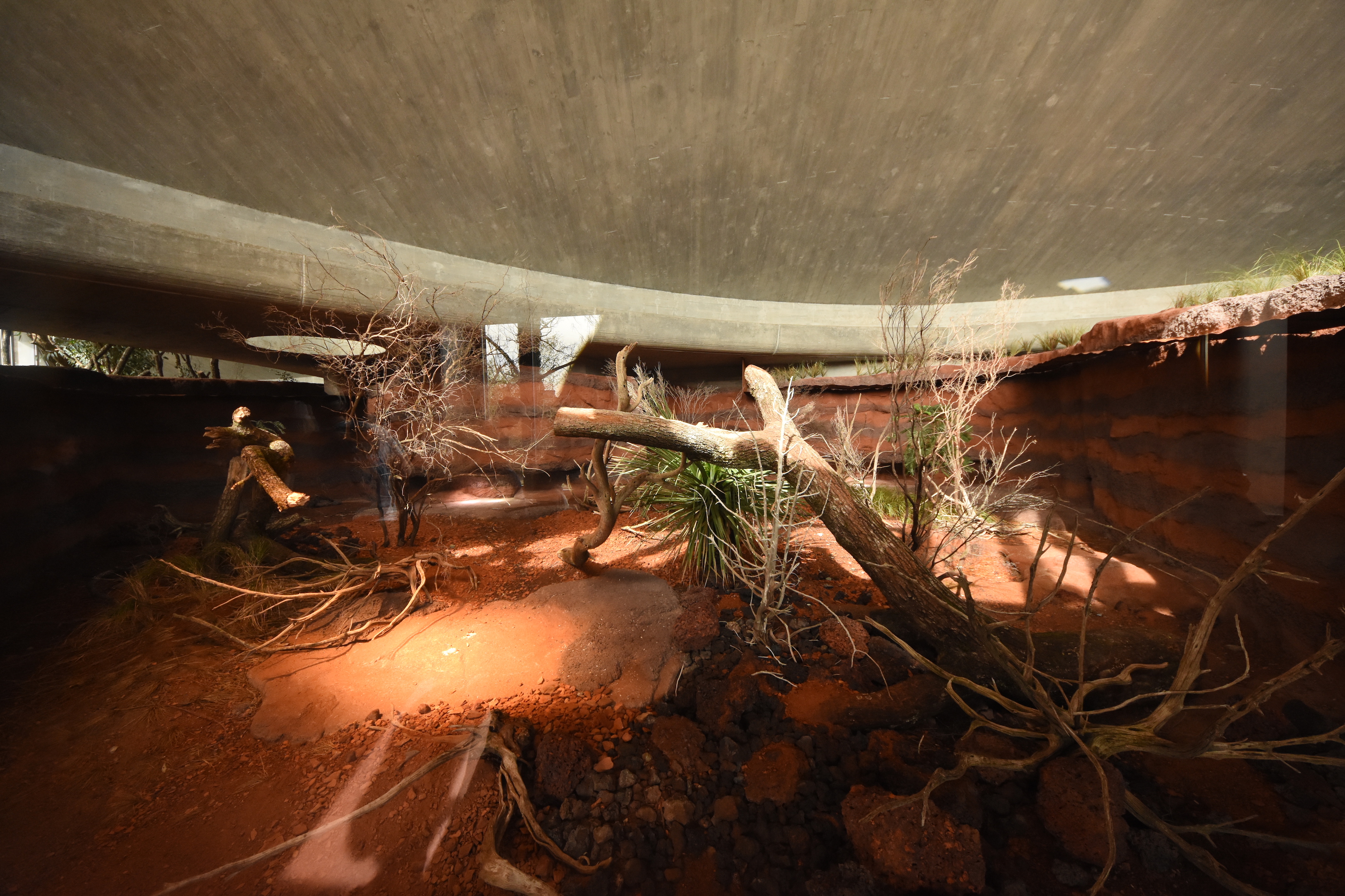Australia - Perentie indoors