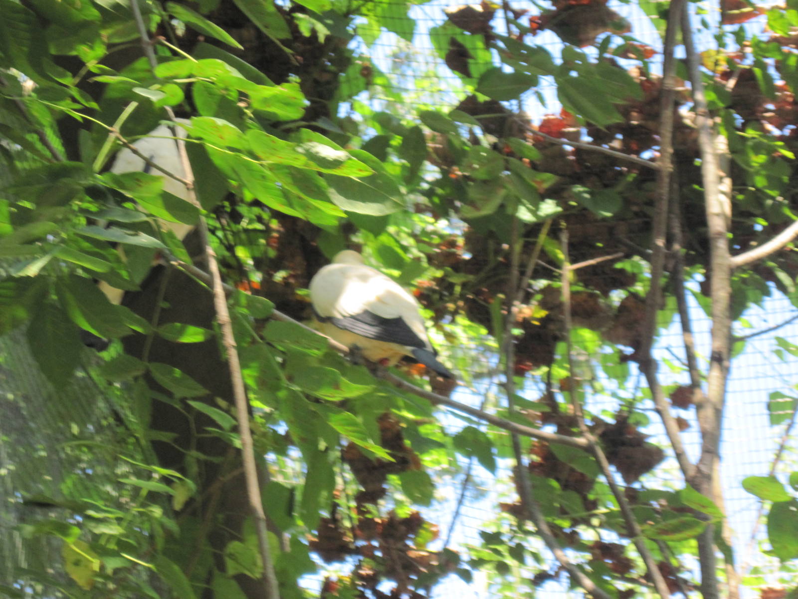 Australia-Pied Imperial Pigeon
