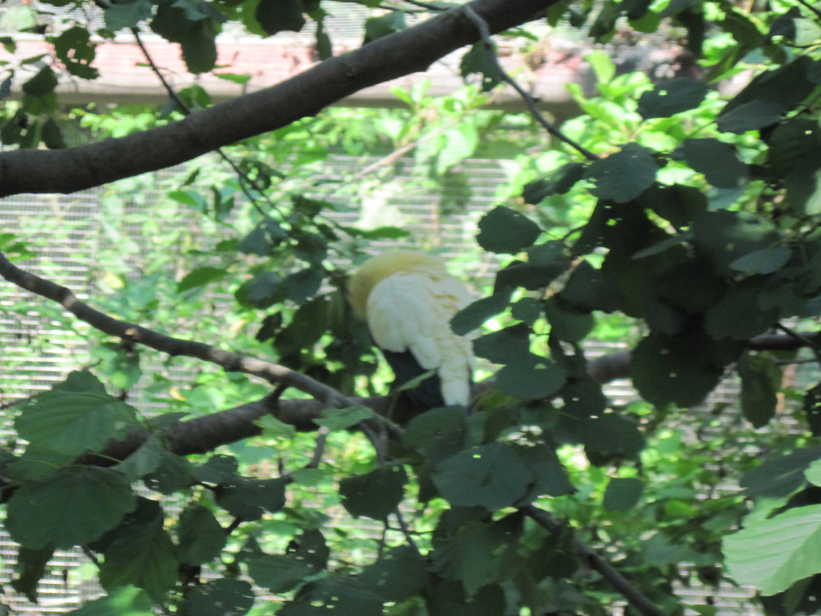 Australia-Pied Imperial Pigeon